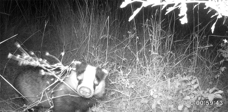 pp_2020-07-12_blaireau_xirocourt.png pp_2020-07-12_blaireau_xirocourt.png