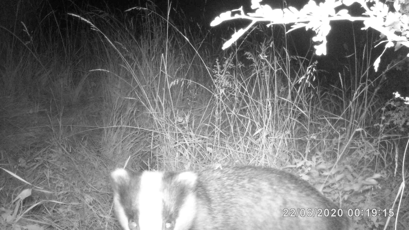 pp_2020-06-22_blaireau_xirocourt.png pp_2020-06-22_blaireau_xirocourt.png