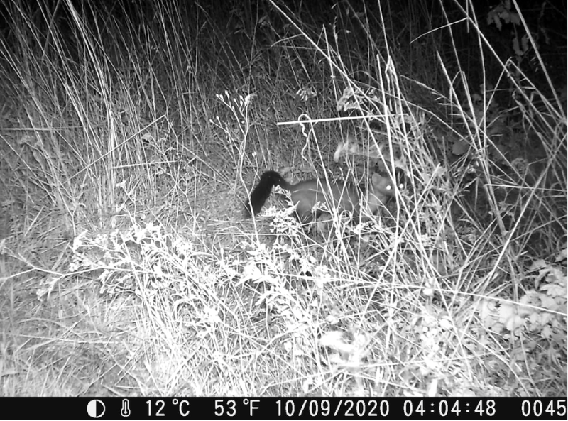 pp_2020-10-09_mustelid2_xirocourt.png pp_2020-10-09_mustelid2_xirocourt.png