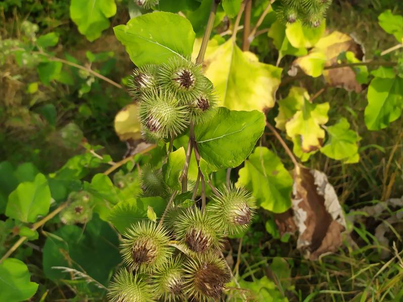 img_20200818_183610.jpg img_20200818_183610.jpg