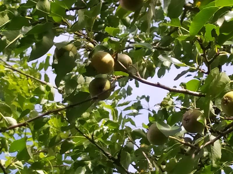 img_20200818_164727.jpg img_20200818_164727.jpg