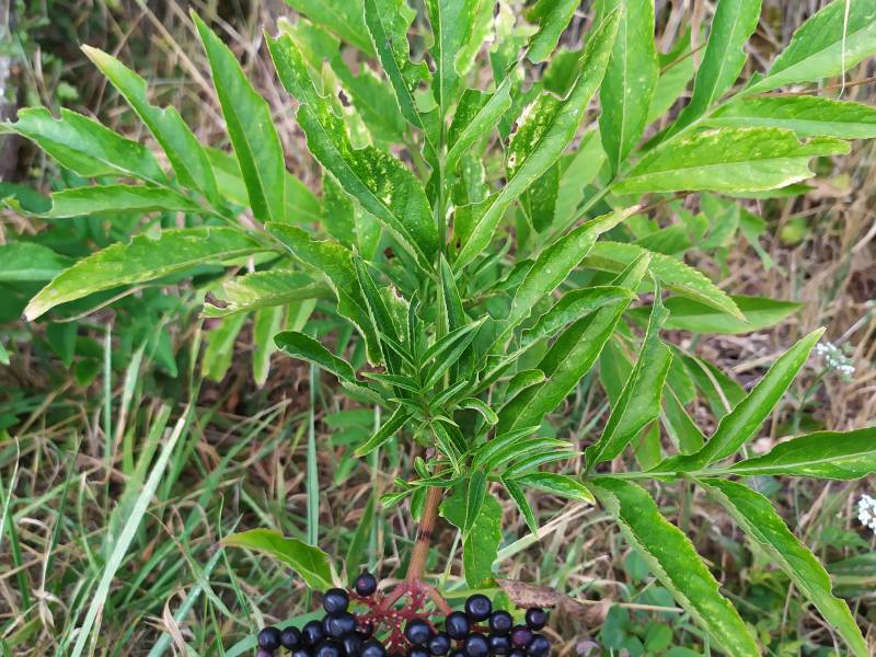 img_20200818_190611.jpg img_20200818_190611.jpg