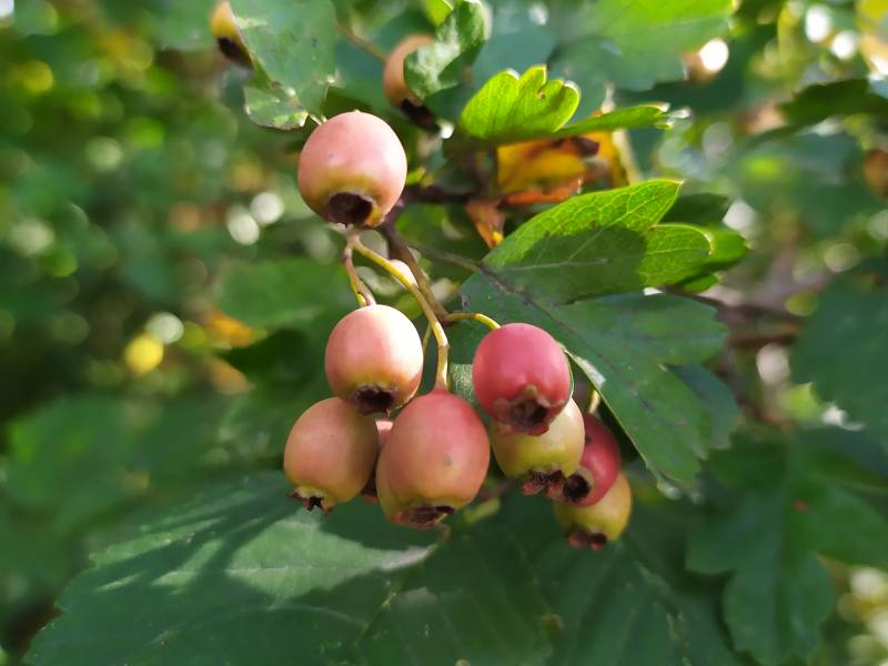 img_20200818_164618.jpg img_20200818_164618.jpg