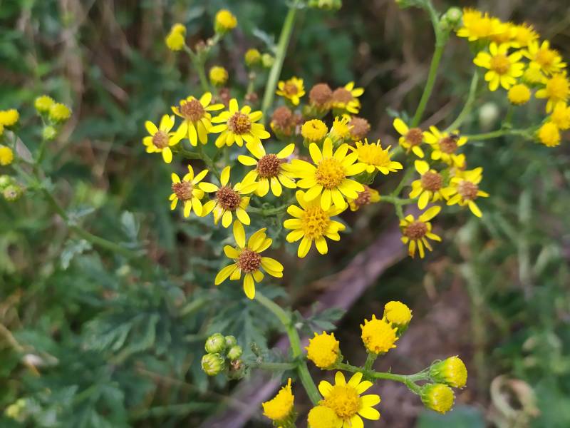 img_20200818_151728.jpg img_20200818_151728.jpg