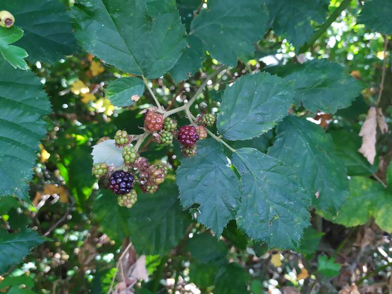 img_20200818_164608.jpg img_20200818_164608.jpg