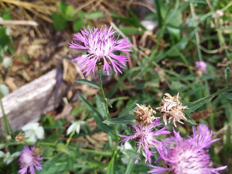 img_20200818_151812.jpg img_20200818_151812.jpg